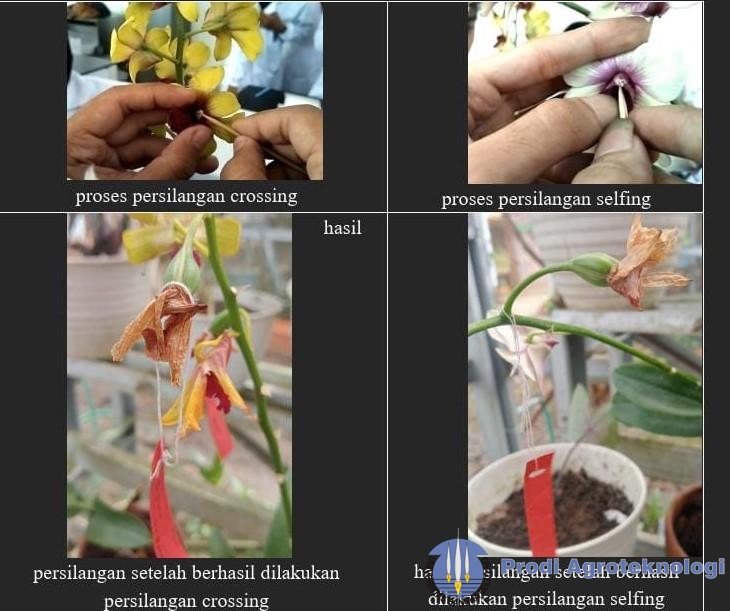 PERAKITAN TANAMAN ANGGREK DENDROBIUM SPP DENGAN METODE SELFING DAN CROSSING 